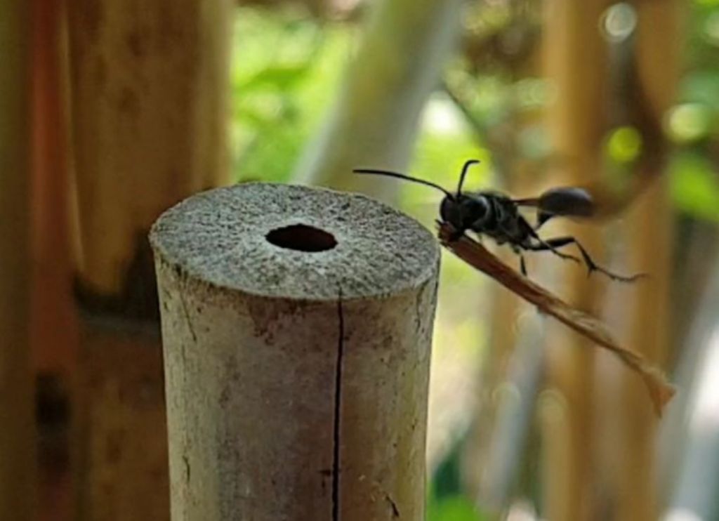 Leucospidae che attenzionano un nido di Isodontia mexicana